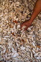 Silkworm cocoons (Bombyx mori), Sohra Market, Cherrapunji. Meghalaya,  North East India, October 2014.