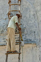 Indian man painting the walls of  Bateshwar Temple. Bateshwar Village, Uttar Pradesh, India