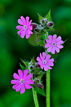 Red campion (Silene dioica) flowers in bloom. Dorset, UK May.