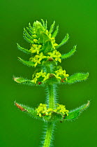 Crosswort (Cruciata laevipes) in flower. Dorset, UK, May.