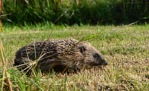 European hedgehog (Erinaceus europaeus) on a graden lawn, Somerset, UK, August.