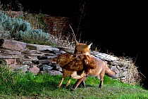 Red fox (Vulpes vulpes) with dead chicken from farmyard, Somerset, UK,  March.