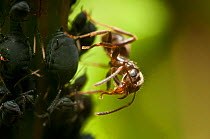 Black ant (Lasius niger) grooming. Bristol, UK, June.