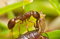 Red ant (Myrmica rugidonis) tearing apart a worm. Bristol, UK, June.