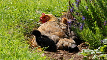 Chicken (Gallus gallus domesticus) dust bathing surrounded by chicks, Somerset, England, UK, August.