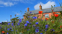 Static shot of long grass containing Cornflowers (Centaurea cyanus) and Common poppies (Papaver rhoeas), with a farmhouse in the background, Somerset, England, UK, August.