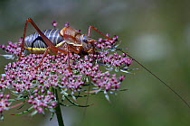 Saddle-backed cricket (Ephippiger ephippiger) resting on umbellifer flower, Haute-Loire, Auvergne, France, August