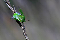 Green stink / Sheild bug (Palomena viridissima) about to take off, Alpes de Haute Provence, France, October