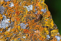 Common harvestman (Phalangium opilio) resting on a rock covered by lichen, Alpes de Haute Provence, France, October