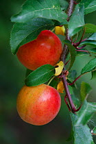 Ripe plums (Prunus domestica) on a branch  in an organic garden, Toulon, Var, Provence, France, June