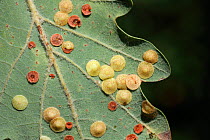 Oak spangle gall (Neuroterus quercusbaccarum) on the underside of Downy oak (Quercus pubescens) leaf, Toulon, Var, Provence, France, October.