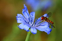Marmalade hoverfly (Episyrphus balteatus) on Chicory flower (Cichorium intybus) in an organic garden, Var, Provence, France, May