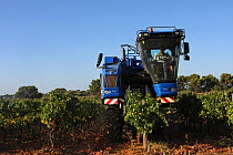 Grape harvesting machine in a vineyard ( Vitis vinifera)  La Londe les Maures, Var, Provence, France, September