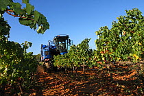 Grape harvesting machine in a vineyard ( Vitis vinifera). La Londe les Maures, Var, Provence, France, September