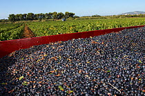 Grapes (Vitis vinifera) in the trailer during harvest, with harvesting machine in vineyard in background. La Londe les Maures, Var, Provence, France, September 2015.