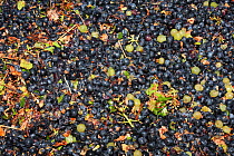Grapes (Vitis vinifera) in the trailer during harvest, La Londe les Maures, Var, Provence, France, September 2015.