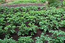 Potatoes (Solanum tuberosum) growing in rows in an organic garden, Toulon, Var, Provence, France, May