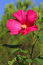 China rose (Hibiscus sinensis) flower. Cultivated plant in a botanical garden, Bormes les Mimosas, Var, Provence, France, August