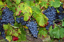 Ripe black grenache wine grapes  (Vitis vinifera) in a vineyard before harvest, La Londe les Maures, Var, Provence, France, September
