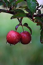 Ripe plums (Prunus domestica) on a branch in the rain in an organic garden, Toulon, Var, Provence, France, May