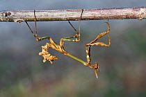 Conehead mantis (Empusa pennata) subadult hanging from a branch, Var, Provence, France, April