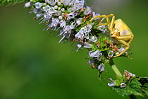 Crab spider (Thomisus onustus) lying in ambush on mint flowers (Mentha spicata) in a garden, Alpes de Haute Provence, France, Provence, August
