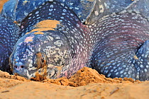 Leatherback sea turtle (Dermochelys coriacea) female on beach laying eggs, with tear from eye, Montabo Beach, Cayenne, French Guiana. April.