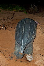 Leatherback sea turtle (Dermochelys coriacea) laying eggs at night, Mana Beach, French Guiana.