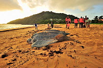 Leatherback sea turtle (Dermochelys coriacea) returning to the sea after laying eggs, watched by volunteers on the beach, Montabo Beach, Cayenne, French Guiana. April.