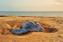 Leatherback sea turtle (Dermochelys coriacea) female on beach, covering nest after laying eggs, Montabo Beach, Cayenne, French Guiana. April.