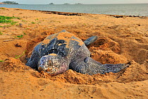 Leatherback sea turtle (Dermochelys coriacea) female on beach, covering nest after laying eggs, Montabo Beach, Cayenne, French Guiana. April.