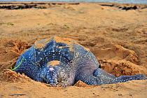 Leatherback sea turtle (Dermochelys coriacea) female, on beach covering nest after laying eggs, Montabo Beach, Cayenne, French Guiana. April.