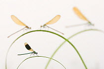 Banded demoiselle (Calopteryx splendens) group of four on plant stems, River Leijgraaf, Nijmegen, the Netherlands, August 2013. Finalist in the Invertebrate category of the Wildlife Photographer of th...