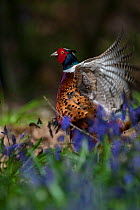 Ring-necked pheasant (Phasianus colchicus) male displaying among bluebells, woodland on shooting estate, southern England, UK. April.