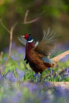 Ring-necked pheasant (Phasianus colchicus) male displaying on a fallen log, among bluebells during spring in woodland on shooting estate, southern England, UK. April.