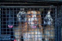 Gundogs waiting to be let out of their crate in the back of a gamekeeper's truck during a winter shoot on shooting estate, southern England, UK. January.