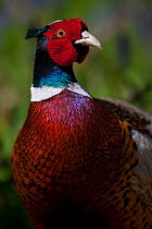 Portrait of a male Ring-necked pheasant (Phasianus colchicus) in spring in woodland on shooting estate, southern England, UK. April.