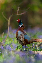Ring-necked pheasant (Phasianus colchicus) male displaying on a fallen log among bluebells  on shooting estate, southern England, UK. April.