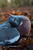 Common woodpigeon (Columba palumbus) dead in leaf litter after being shot on a winter shoot on shooting estate, southern England, UK. January.