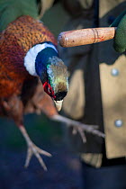 Ring-necked pheasant (Phasianus colchicus) male injured after being shot during winter shoot is held and killed by being struck on the head, on shooting estate, southern England, UK. January 2009.