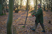 Beater tapping his stick on a tree to drive Ring-necked pheasants (Phasianus colchicus) towards waiting guns during a winter shoot on shooting estate, southern England, UK. January.