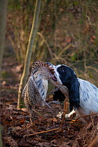 Spaniel gundog hauling itself out of a lake carrying a dead female Ring-necked pheasant (Phasianus colchicus) shot during a winter country shoot on shooting estate, southern England, UK. January.