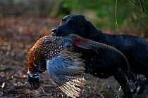 Wet labrador gundog emerging from lake with a male Ring-necked pheasant (Phasianus colchicus) in its mouth during a winter shoot on shooting estate, southern England, UK. January.