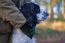 Spaniel gundog held by its owner, during a winter shoot on shooting estate, southern England, UK, January.