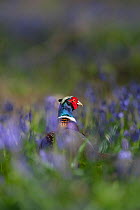 Ring-necked pheasant (Phasianus colchicus) male standing among bluebells during spring in woodland on shooting estate, southern England, UK. April.