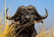 African buffalo (Syncerus caffer) low angle portrait, Chobe National Park, Botswana.