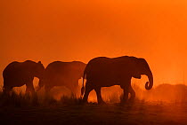 African elephant (Loxodonta africana) herd silhouetted at sunset, Chobe National Park, Botswana.