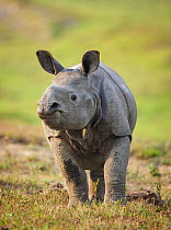 RF- Indian rhinoceros (Rhinoceros unicornis) calf, Kaziranga National Park, Assam, India. Vulnerable species. (This image may be licensed either as rights managed or royalty free.)