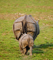 Indian rhinoceros (Rhinoceros unicornis) mother and calf, rear view. Kaziranga National Park, Assam, India. Vulnerable species
