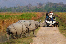 Indian rhinoceros (Rhinoceros unicornis) mother and calf, with tourists in jeep watching them, Kaziranga National Park, Assam, India. Vulnerable species.